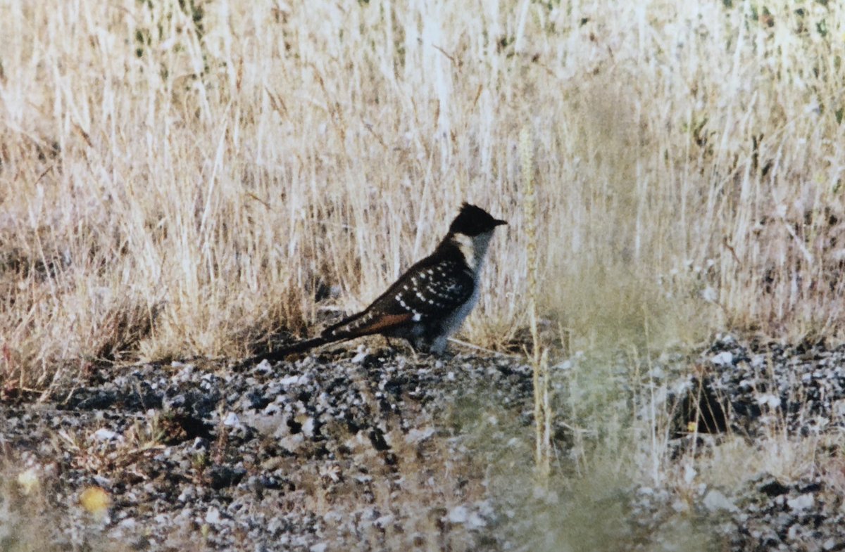 fosterian1971's tweet image. 25 years ago today, just over half a lifetime ago for me. This Beast flew past me at Dormans Pool! Wide ranging and often elusive but luckily stuck around for a week or so! Pics by Jim Pattinson and @sidwemn #greatspottedcuckoo #livingonpastglory @teesbirds1