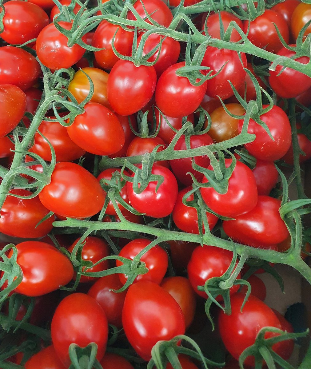 MealesCoffee's tweet photo. We grow all our tomatoes on site.
They fruit in our greenhouses from March to Oct &amp; we don't use insecticides.
We have loose round, large vine, small vine, plum vine, cherry and yellow cherry. 
🔎 Find us on the A149 near Stalham 
☎️ Call us on 01692 580226 https://t.co/A4RCmVEGx5