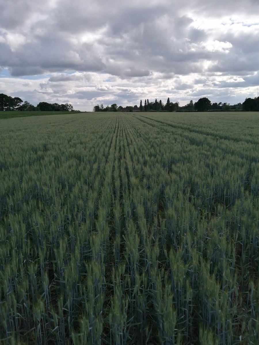 TimsDrivingSch's tweet photo. Skyfall planted late March heavy lias clay, bit thin but at least a crop! Hard to believe nearly getting stuck drilling! #WEAVINGGD #notill https://t.co/1CpGCz7Nei