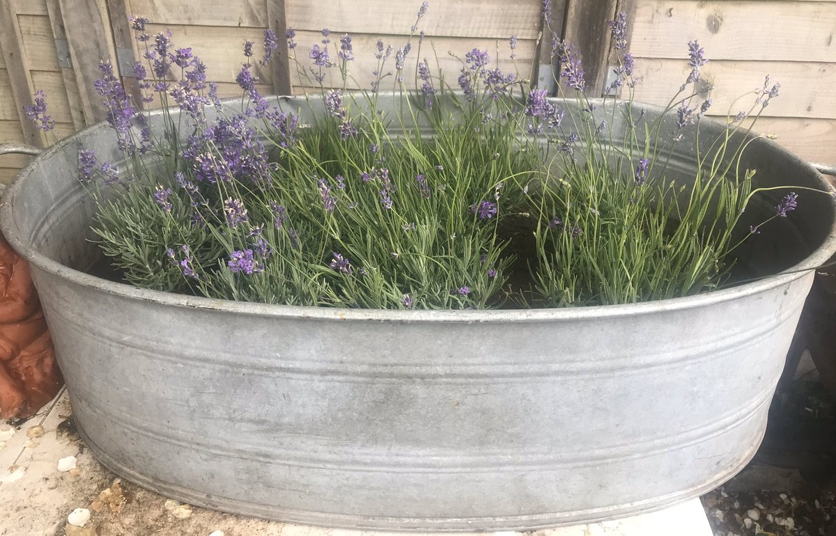 GaylesHire's tweet photo. Lavender looks great planted in galvanised tubs and the bees love the flowers- for sale in Christchurch, Dorset                           #flowers #lavender #garden #gardening #bees #wildlife #christchurchuk #bournemouth # https://t.co/L5rkeygHyw