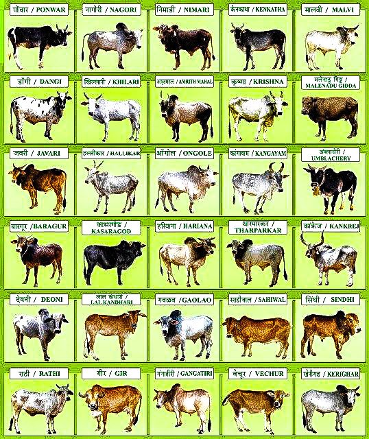  #SaveDesiCowDrinking Desi Cow milk is better than milk from exotic breeds and here is whyA2 cows are the earlier breeds of cows like the desi Indian cows or the African cows that produce an amino acid called Proline in milk.