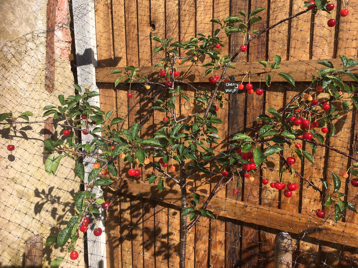 Lucy Chamberlain tweet media