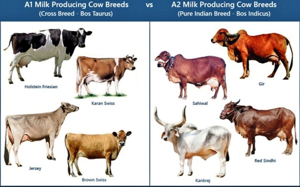 In the new hybrid breeds, the proline amino acid gets converted to Histidine due to alteration of genes over the years. A1 cows include breeds like Holstein Friesian, brown swiss, Ayrshire etc.
