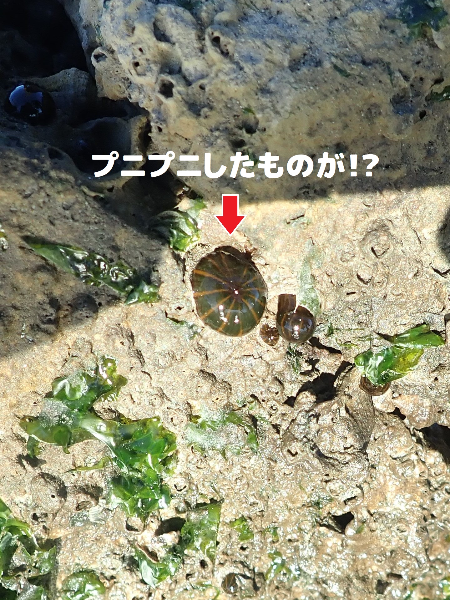 タテジマイソギンチャク Twitter Search Twitter