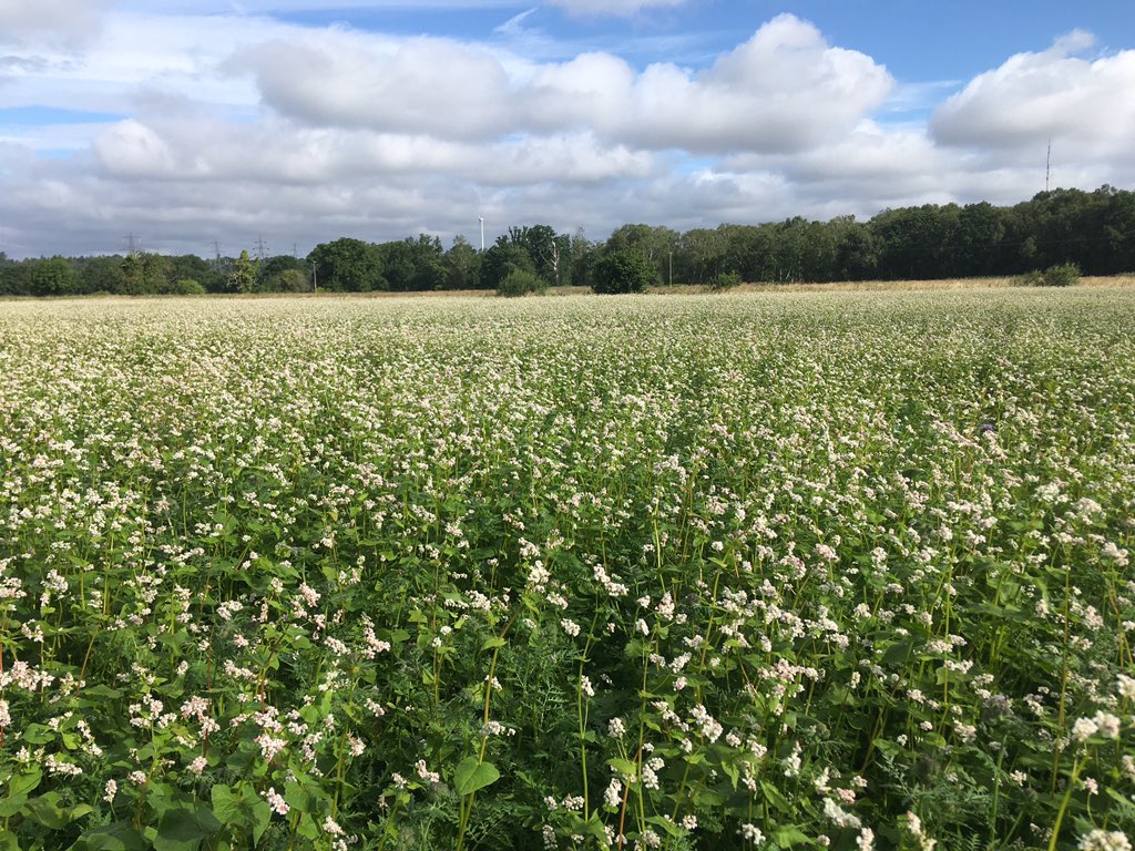 Summer cover crop, aiming to establish wheat direct in the autumn. The noise of insect life is deafening!
