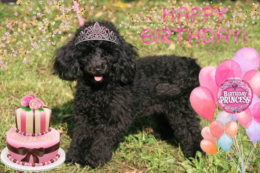 🐕Twinkles 🐶 🐈Bella🐱and Mom Nancy tweet media