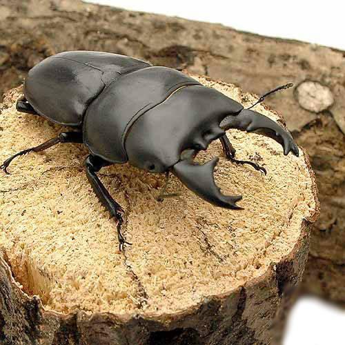 昆虫 チャーム公式 Charm Insect Twitter
