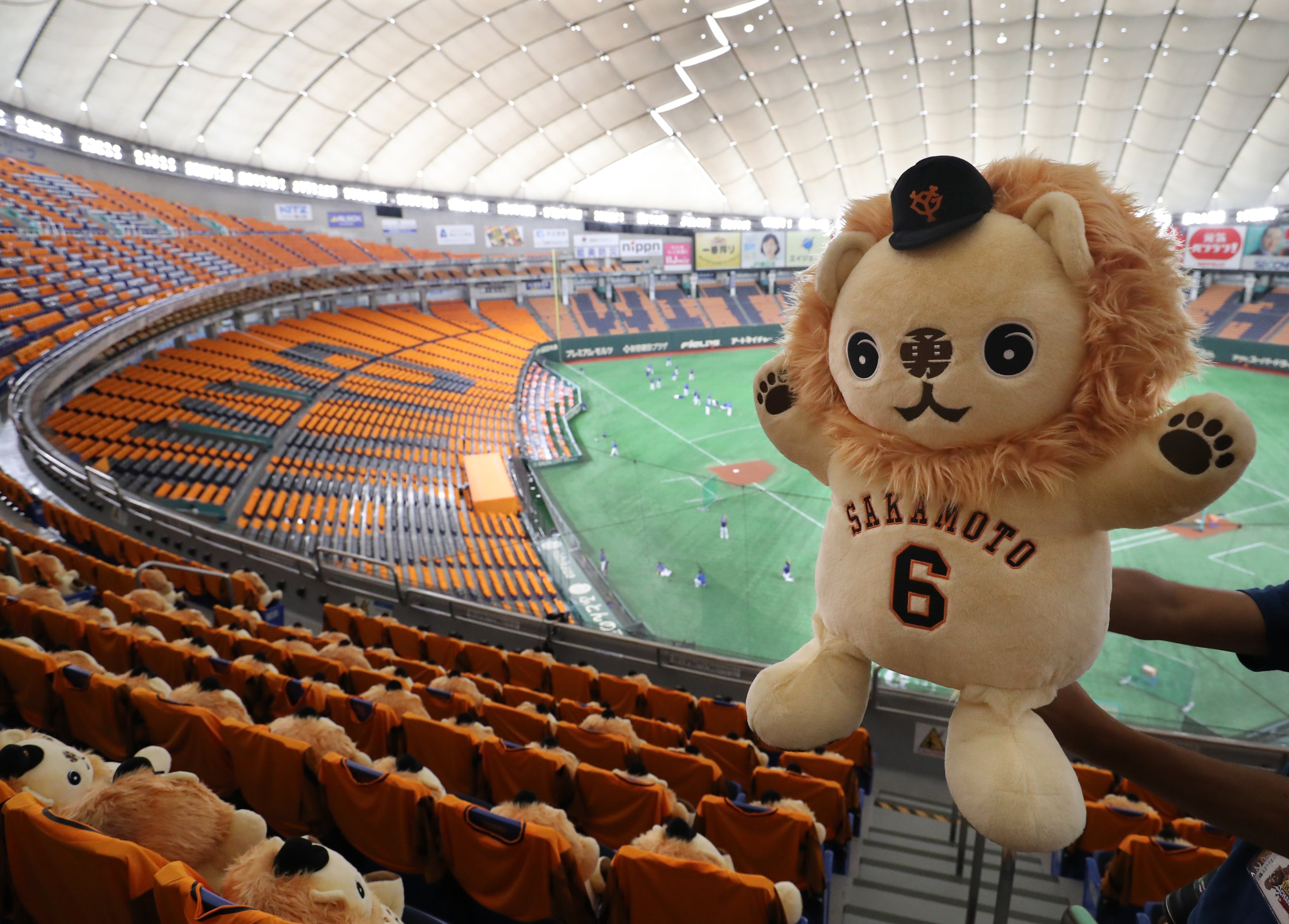 ハヤトライオン ライオンハヤト - Search / X