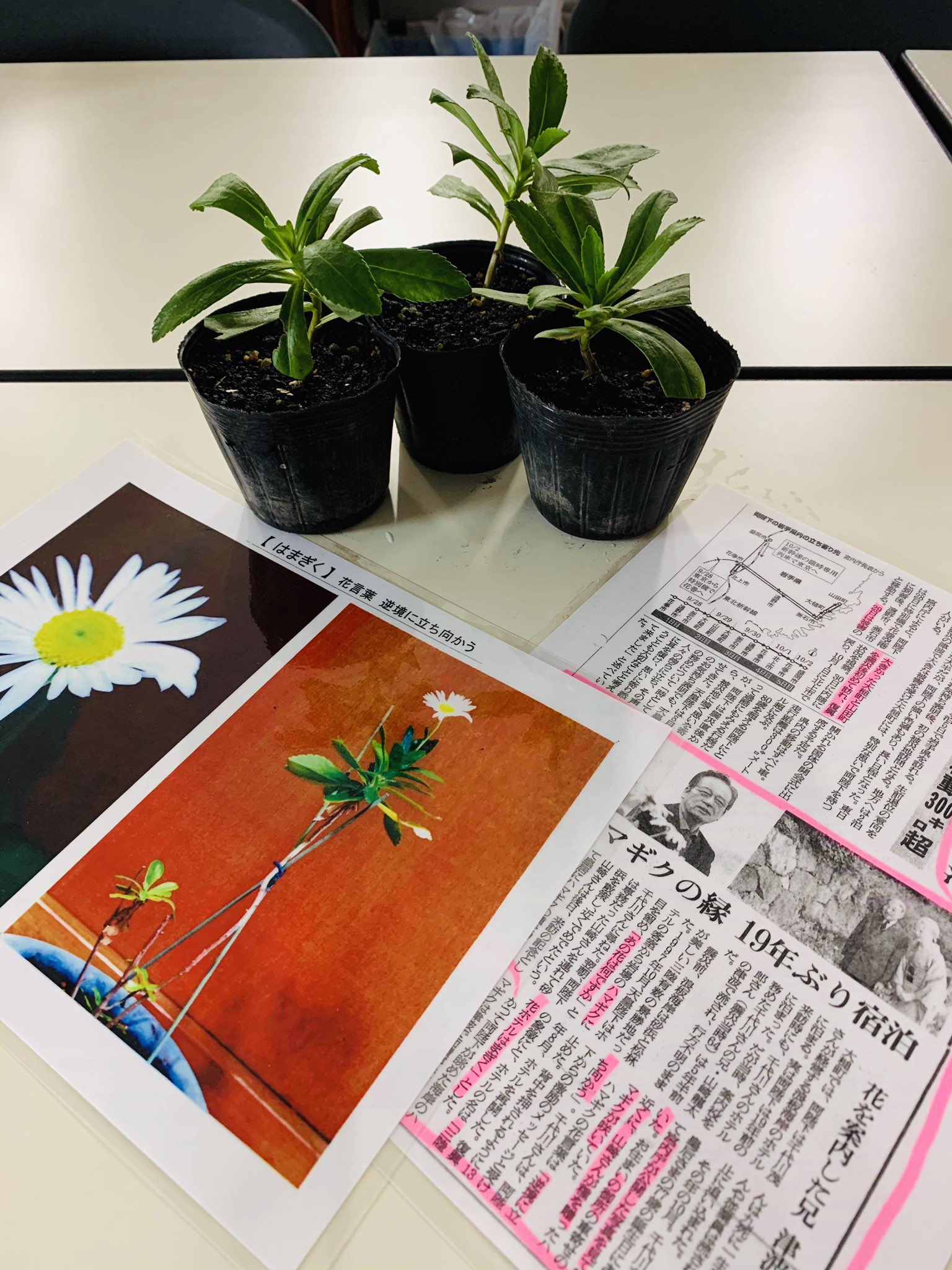 さかい学 坂井 学 花言葉は 逆境に立ち向かう さかい学が代表を務める復興支援グループ ゆいっこ横浜言いだしっぺ支部 の活動の一環に 岩手県 大槌町 を訪れ 直接交流をはかる事業があります メンバーの方が 三陸 花ホテルはまぎく の