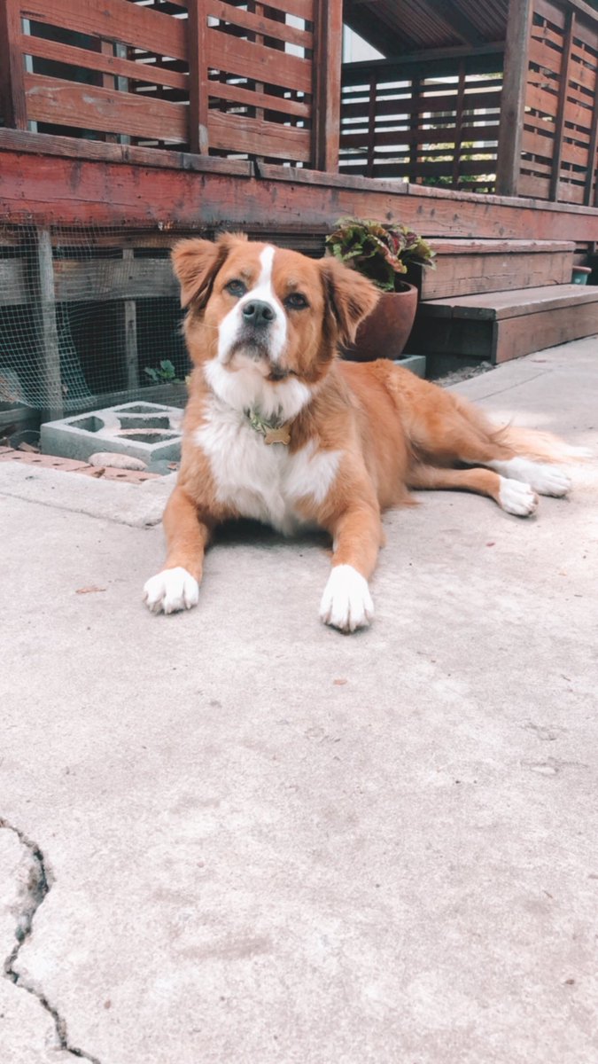 ADolenar's tweet photo. ATTENTION!! My dog Romie has been missing since 6/30 around 8:30pm. She was last seen on the corners of bannock and pierce(warm springs) She is a St. Bernard boxer mix and weighs around 45 pounds. PLEASE retweet until my baby makes it back home 🤍🐶 https://t.co/hbZQZB00j4