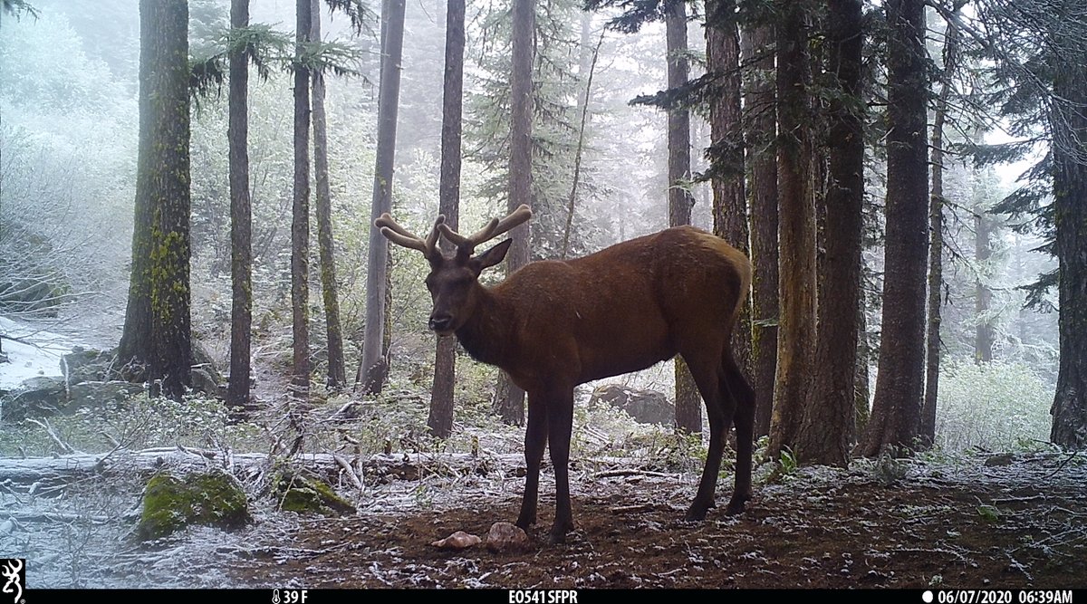 EaORTrailCam541's tweet photo. Some crisscross genes and some late spring snow for #wapitiwednesday on the @BrowningCams #StrikeForceHDPro #trailcam #trailcamera #eotrailcampics #elk #trailcamology #trailcamtrophy #browningtrailcameras #browningcameras #youvegottoseethis #trophyrock #redmondhunt #rockthehunt https://t.co/S3HcSvuKR7