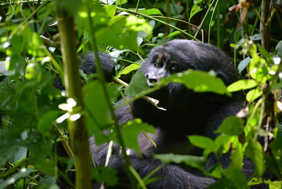 Oh! how I long to see #Rafiki the young #gorilla I fell in love with at #Uganda's #BwindiImpenetrable a few years ago. #Travel #photography