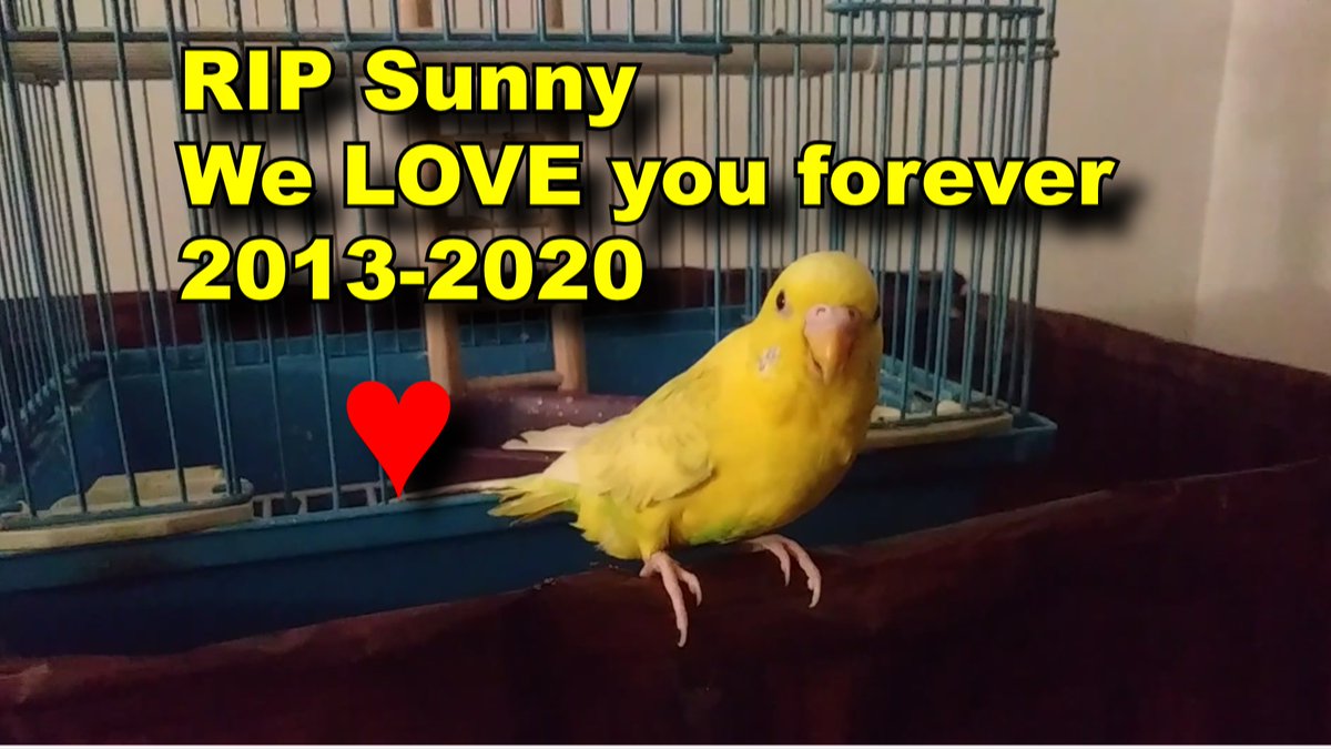 Sunny. Thank you for carrying our hearts. You are big part of the family and inspire others. We miss you. Now you suffer no more and join Cloud at the rainbow bridge. Big kisses beautiful lady. 💔😢😢 #Sunny #rip #budgie #animals #love #death #birds #pets #goodbye #life  #friend