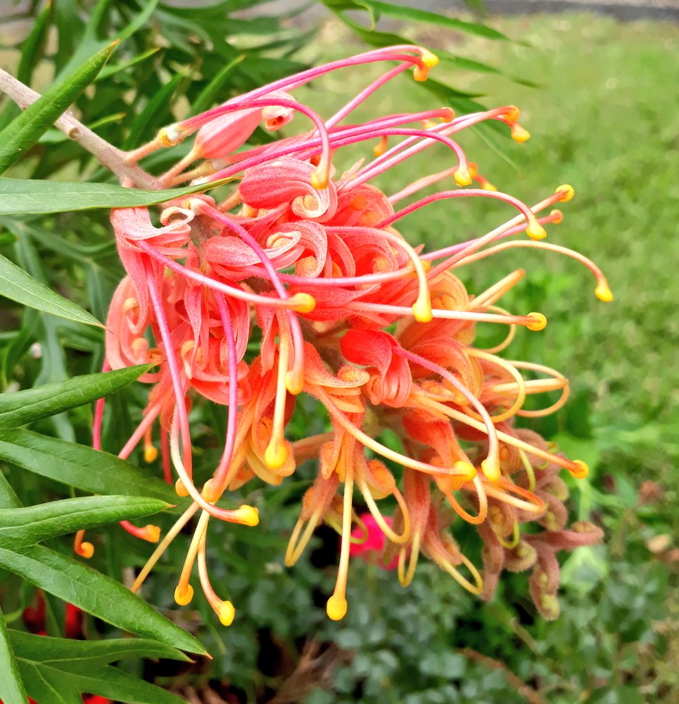 Fleur du jour #WildOz 📷 #OzNative 🌾