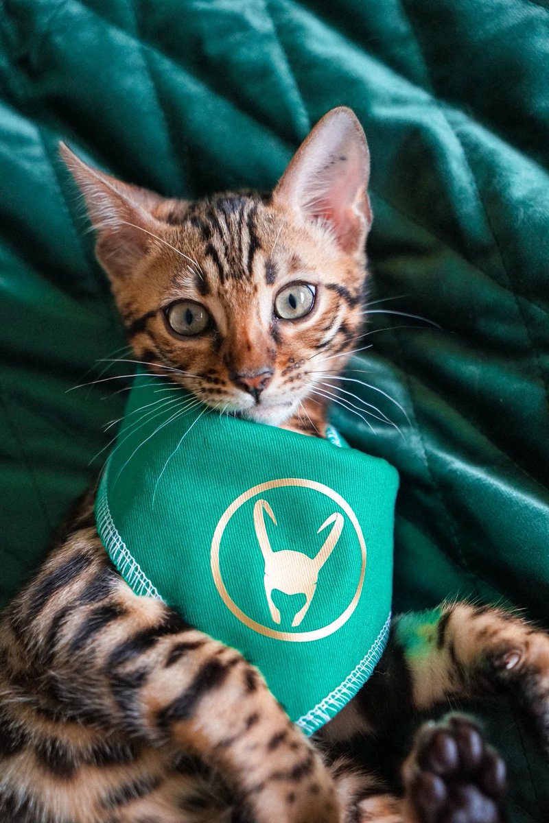 Urgent information on Pet arrivals to Australia aumigforu.ms/2ZrYR9f #movingtoaustralia #pomsinoz #australianvisa #movingtomelbourne #australianmigration