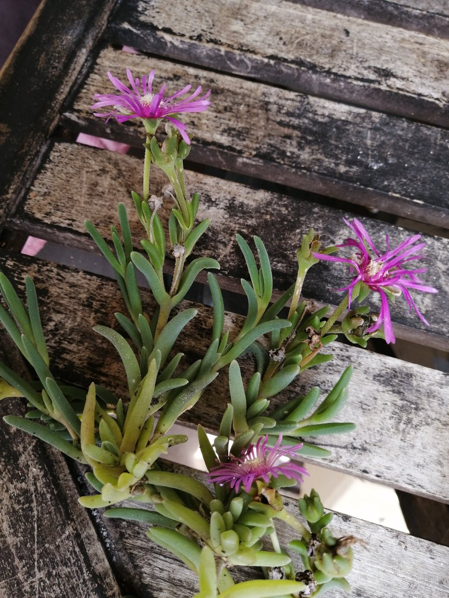 この花の名前教えてください この花の名前教えてください