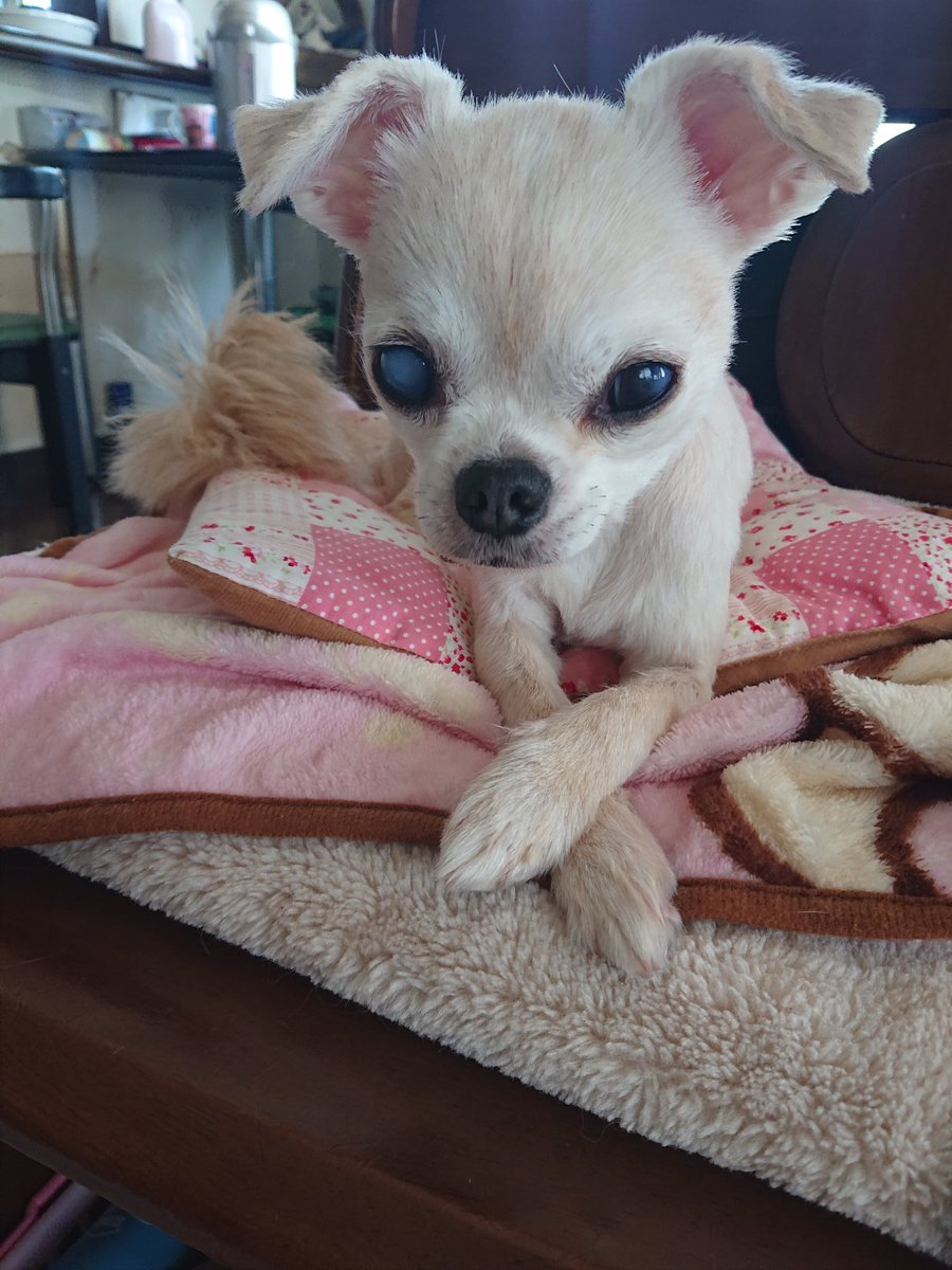 アップルヘッド サマーカットの後のくつろぐチワワの女の子 1つの画像は 憧れのスターと猫 チワワ 犬と猫どっちも飼ってると毎日たのしい アップルヘッド サマーカットの後のくつろぐチワワの女の子 1つの画像は 憧れのスターと猫 チワワ 犬と猫どっちも飼ってると毎日たのしい