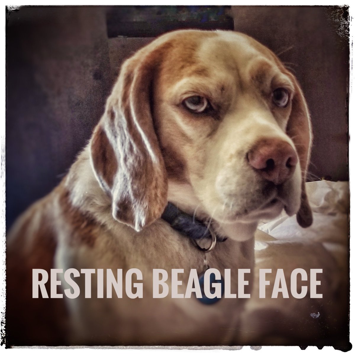 #beagle #beagles #restingbitchface #Viral #MEMES