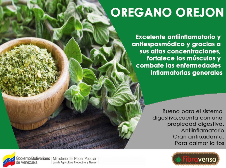 FibravensaVE (@fibrasv) on Twitter photo El orégano orejón es un excelente antiflamatorio y antiespasmódico. <a href="/MinAgriculturaV/">MinAgriculturaVe</a> <a href="/LuisJonasReyes/">Luis Jonás Reyes</a> <a href="/agropatriav/">Agropatria</a> <a href="/FRANCISCOTORIN/">FRANCISCO TORIN</a> El orégano orejón es un excelente antiflamatorio y antiespasmódico. <a href="/MinAgriculturaV/">MinAgriculturaVe</a> <a href="/LuisJonasReyes/">Luis Jonás Reyes</a> <a href="/agropatriav/">Agropatria</a> <a href="/FRANCISCOTORIN/">FRANCISCO TORIN</a>