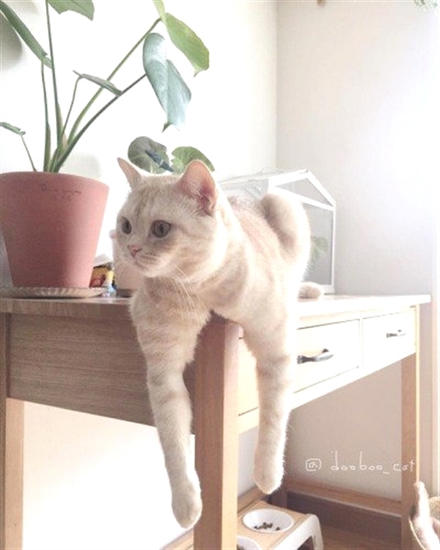 KissesCats's tweet image. 