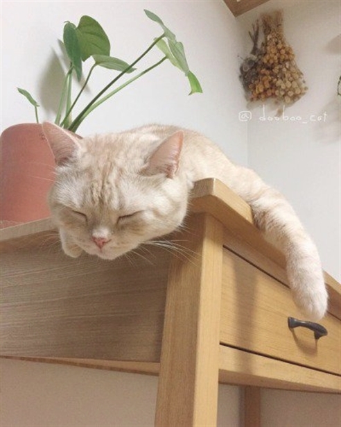 KissesCats's tweet image. 