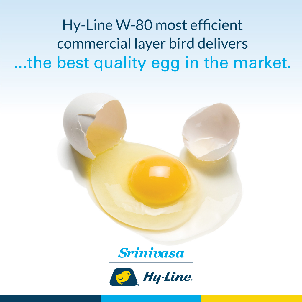 srinivasa_farms's tweet photo. #SrinivasaFarms #LayerChicks #LayerBreeder #SrinivasaHyLine #DayOldChicks #W80LayerBird #ProlificEggNumbers #BestQualityEgg https://t.co/ib3bsXJ1hY