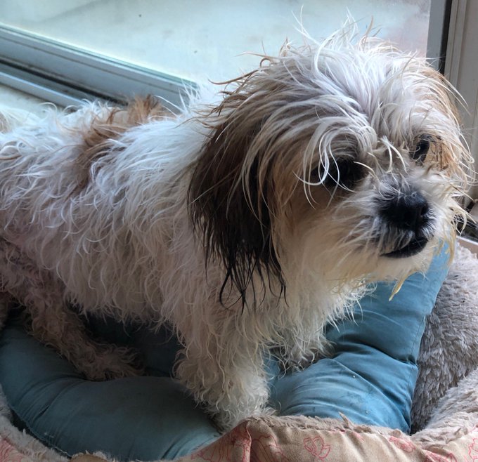 Bath day! Someone is NOT amused 😂🥺 #cleandog https://t.co/aGsh3FtnYh<a href="/tag/cleandog"class="tags">#cleandog</a>