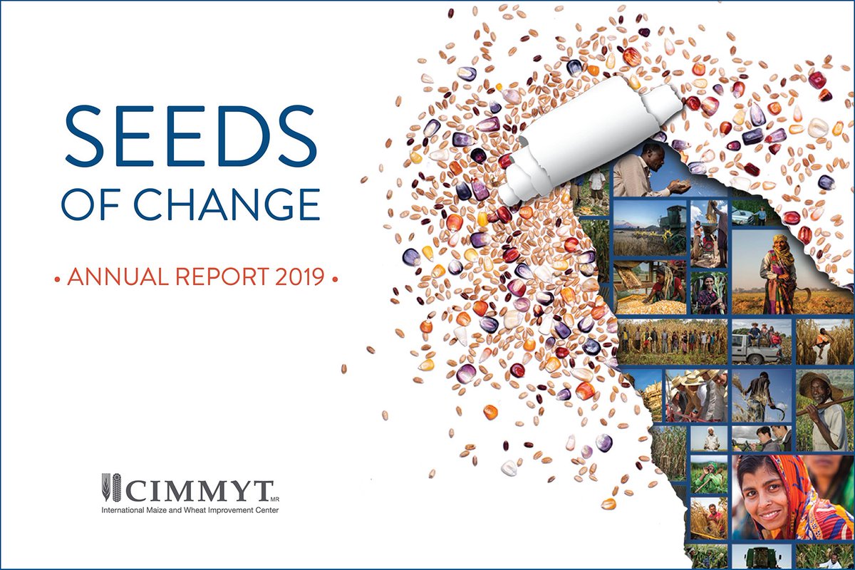 CIMMYT's tweet photo. The #CIMMYT2019 annual report is out! Read to discover the wide-ranging impact of our global work from wheat #DNA fingerprinting in Afghanistan to #drought-tolerant maize in Zimbabwe: https://t.co/kt8rZybRfj 

#SeedsofChange #futurefoodsystems @CGIAR https://t.co/HMw7SoJfA6