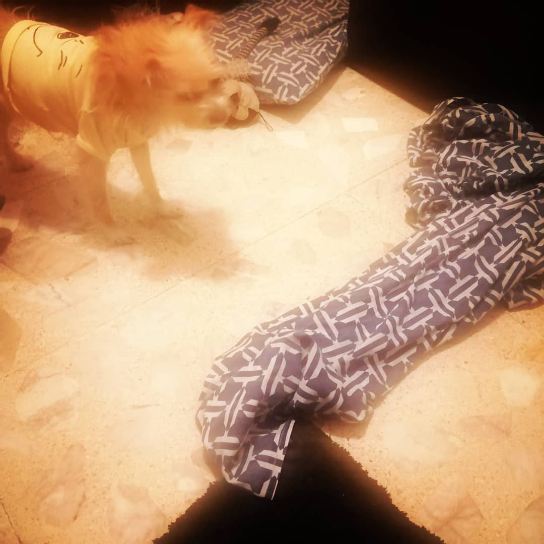 arijodavi's tweet photo. Estar de Esperancita toda la tarde para que en menos de 1 min pase un remolino peludo por la sala, 
Kimmo 😱🐾💞😅 https://t.co/mYc2pT7jSW