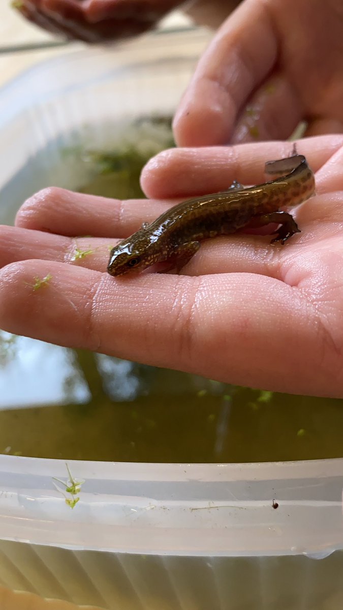 As an inner city school surrounded by tower blocks, we are lucky to have a lush pond on our site. These little guys were the centre of attention yesterday. Don’t worry, they were promptly put back into their home! #edutwitter