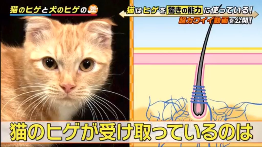 JapanSalaryboom's tweet photo. เรารู้กันอยู่แล้วว่าทั้งน้องหมาและน้องแมวต่างก็มีหนวดเหมือนๆ กัน แต่จริงๆ แล้วมีข้อแตกต่างกันนะครับ อาจารย์ Endo บอกว่า หนวดน้องแมวไม่ควรหลุด สาเหตุคือ “หนวดแมวนั้นเชื่อมต่อกับเส้นประสาทอยู่ ในขณะที่หนวดของน้องหมาไม่ได้เชื่อมต่อกับเส้นประสาทนั่นเอง” ครับ https://t.co/gWHjYyQf6m