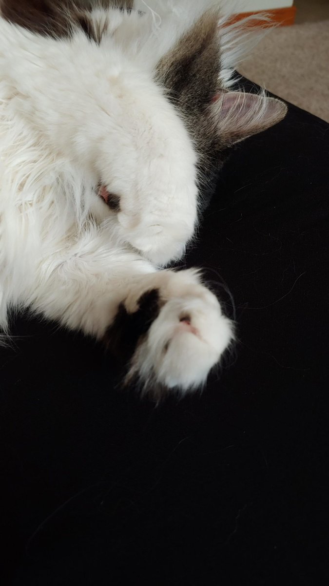 MeowMoeDotCom's tweet photo. #Mommm the #Sun is too #Bright for #Nap #Timeee
 
#Cats #Cat #Kittens #Kitten #Kitty #Pets #Pet #Meow #Moe #CuteCats #CuteCat #CuteKittens #CuteKitten #MeowMoe 
 
https://t.co/7Czi0Qq3id https://t.co/vyoJt0awGk