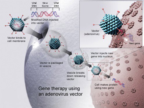 Enfin, les vaccins génétiques ou « vaccins à ADN » vont encore plus loin : De l’ADN génétiquement modifié est directement injecté via des vecteurs viraux dans le corps du patient, et s’insère dans ses noyaux cellulaires.1er tests sur l’humain : 2020  https://www.gazettelabo.fr/archives/pratic/2002/64VACCINS.htm