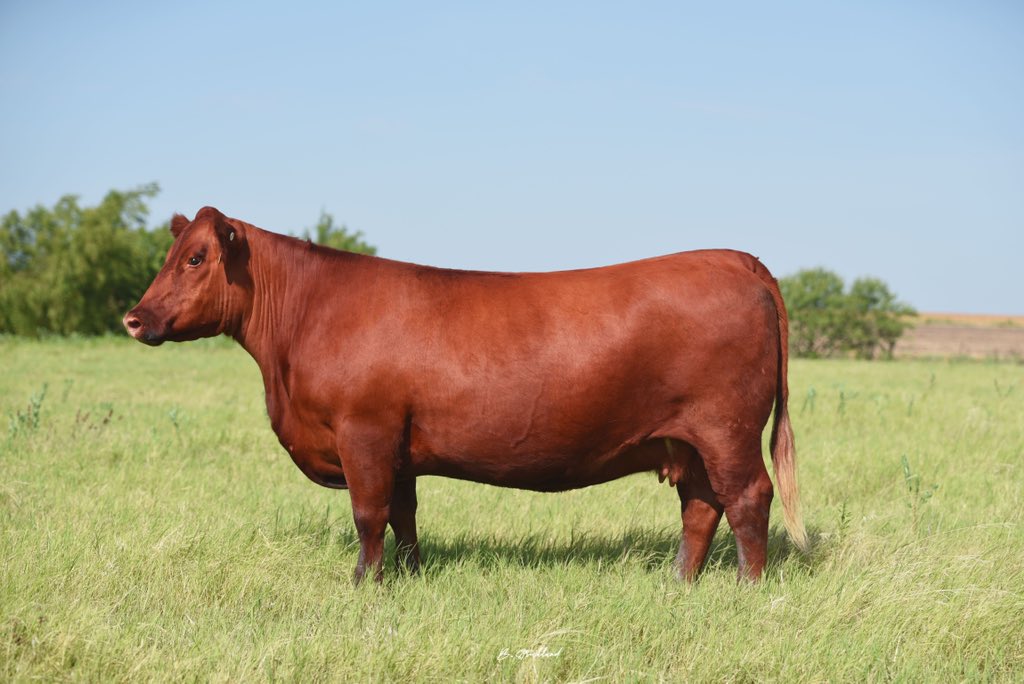 ColtonBarton4's tweet photo. To most she was just a cow, but to us she was family. One of our favorites was called home to greener pastures today. Although unexpected, I’m sure the good Lord has big plans for her in his donor pen up above. Piglet, you’ll be forever missed. https://t.co/tvPa2cUFEm
