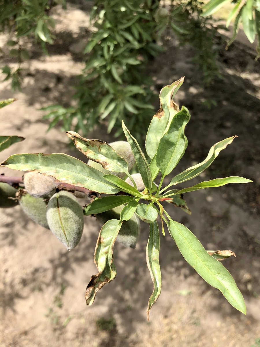 Florent Trouillas Quite A Few Severe Cases Of Silver Leaf Disease Were Observed This Spring In Almond Orchards In California The Disease Is Caused By The Fungus Chondrostereum Purpureum T Co Revxgpei3j Florent Trouillas Quite A Few Severe Cases Of Silver Leaf Disease Were Observed This Spring In Almond Orchards In California The Disease Is Caused By The Fungus Chondrostereum Purpureum T Co Revxgpei3j