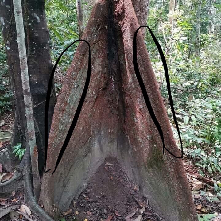 Bahagian atas banir ni