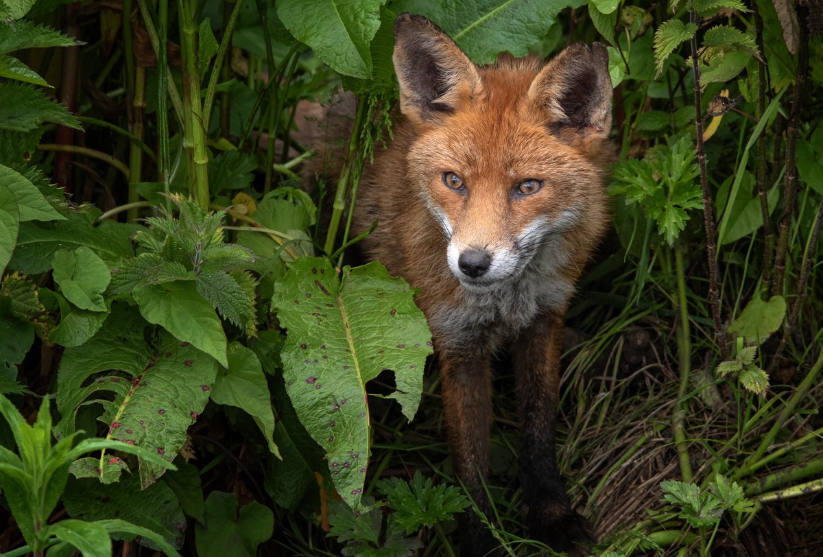 Delighted to have received 1st place in MId Louth Camera Club with this image of the dodder fox.