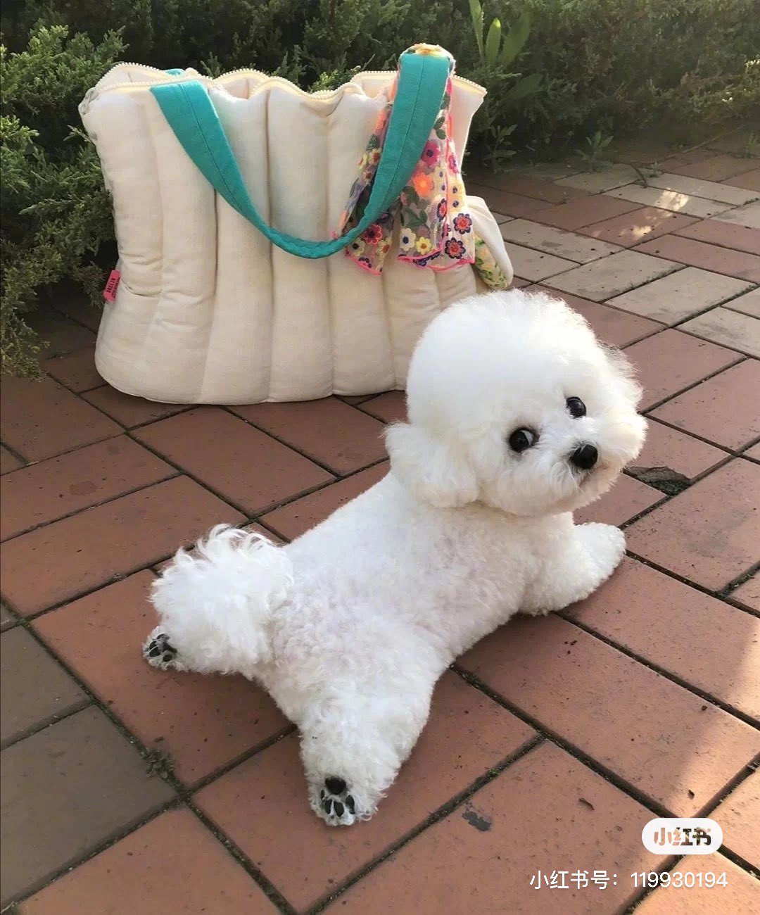 ゆう華 中国に行くと 街中で高確率でビションフリーゼの犬種みる 中国では有名な犬種っぽい モコモコで可愛いんだよね T Co Stmtvpqwys Twitter