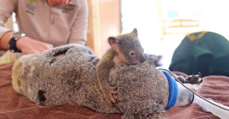 JamesMelville's tweet photo. Love is found in all creatures great and small. https://t.co/CjQb7ATuQt