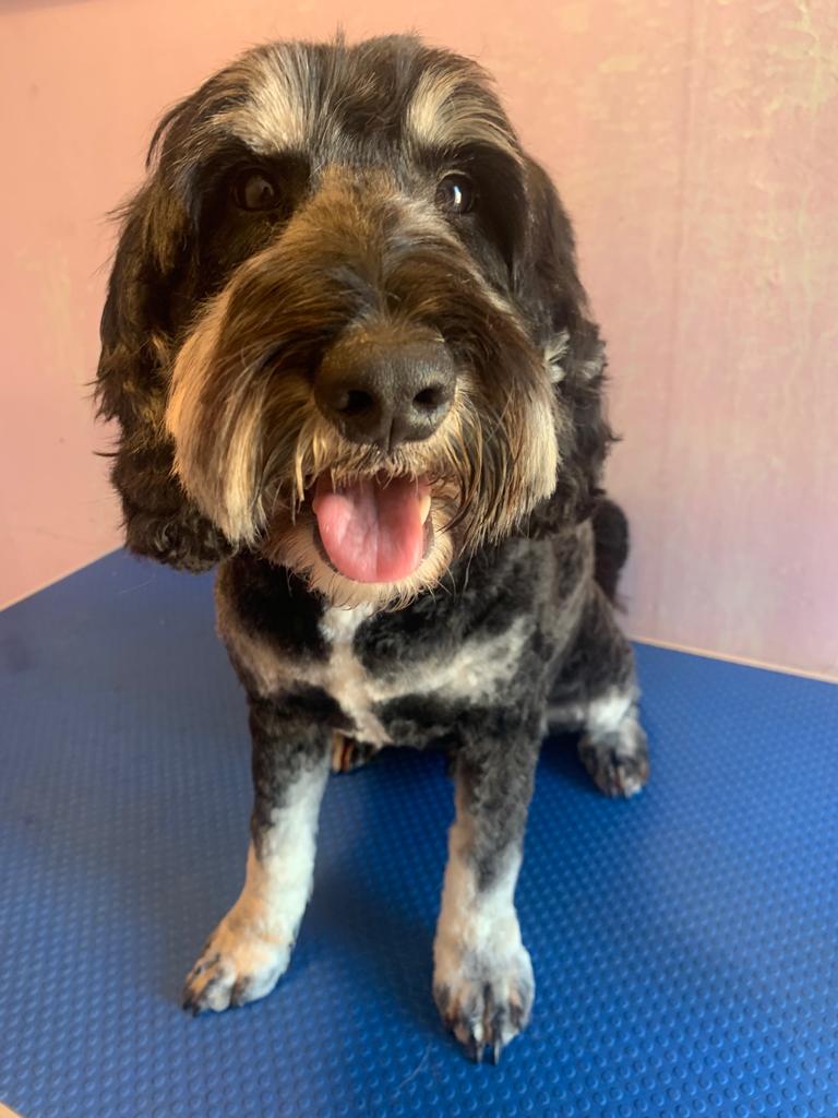 JoyWalkerDW's tweet photo. A few of the lovely dogs I have had the pleasure of grooming so far this week #JoyWalker https://t.co/ciMziTRTc4
