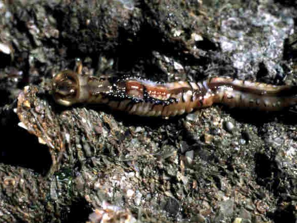 Ironically, the boulders used to build the trap have since become a naturally effective net of sorts – becoming home to the highly protected honeycomb worm (Sabellaria), and a dense carpet of red algae species and sea anemones.