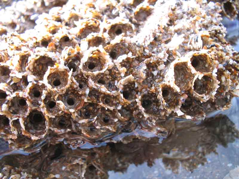 Ironically, the boulders used to build the trap have since become a naturally effective net of sorts – becoming home to the highly protected honeycomb worm (Sabellaria), and a dense carpet of red algae species and sea anemones.