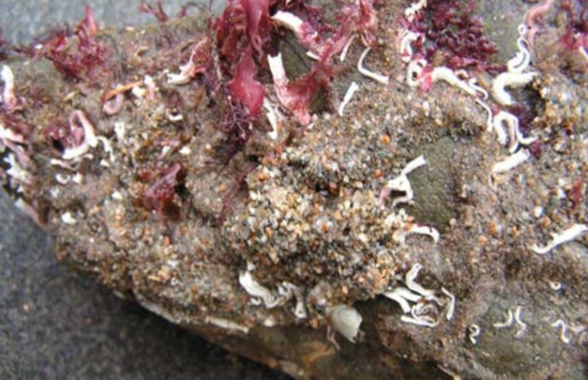 Ironically, the boulders used to build the trap have since become a naturally effective net of sorts – becoming home to the highly protected honeycomb worm (Sabellaria), and a dense carpet of red algae species and sea anemones.