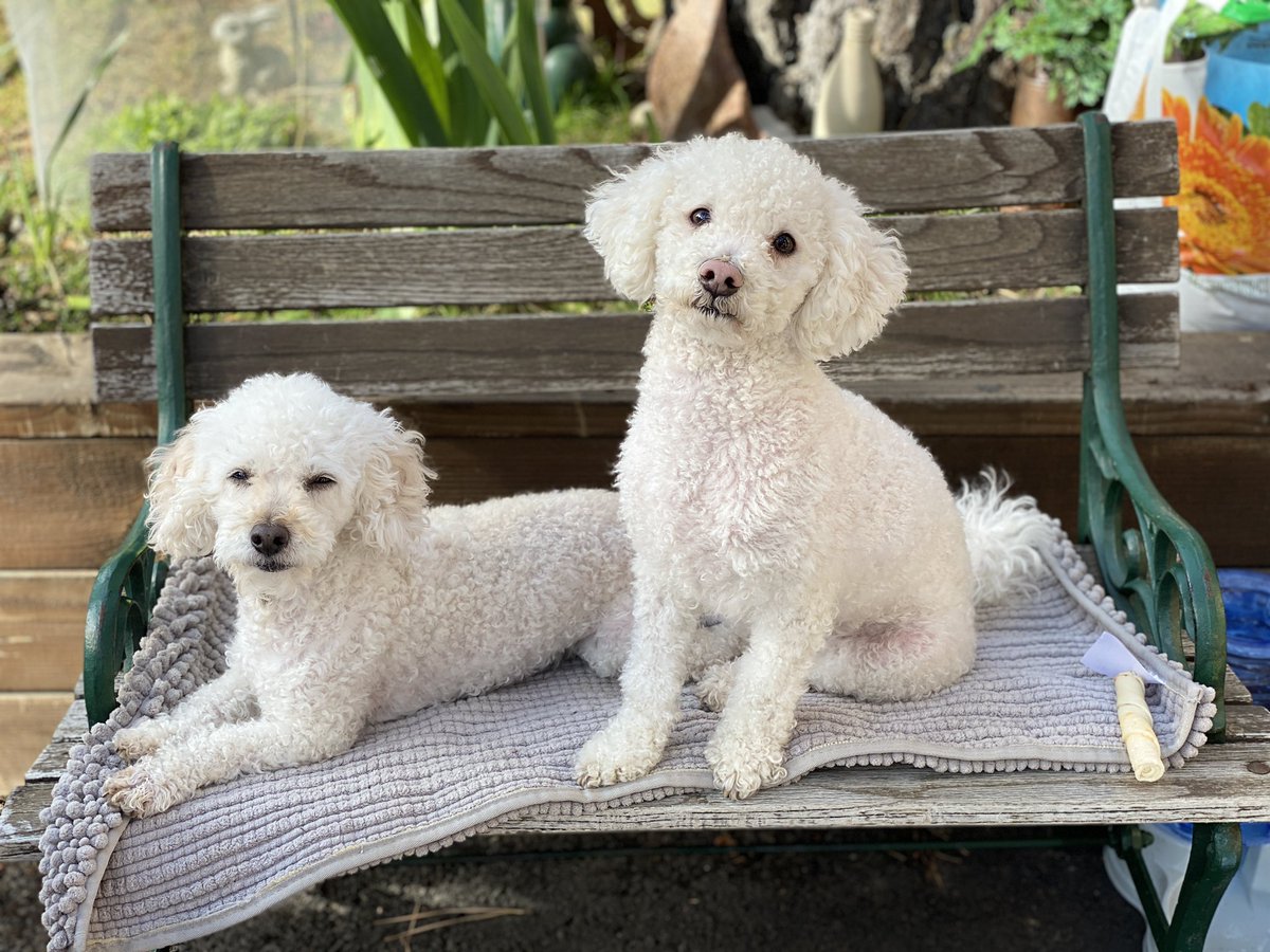 Captain_Cris_'s tweet photo. @iHasCupquake Coco &amp; Toby 🥰 https://t.co/SD9soPiMRS