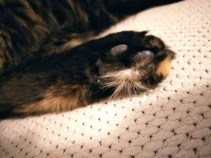 Look at these glorious multicolour cat beans. I love her. I LOVE HER. https://t.co/3IlC4jNex7