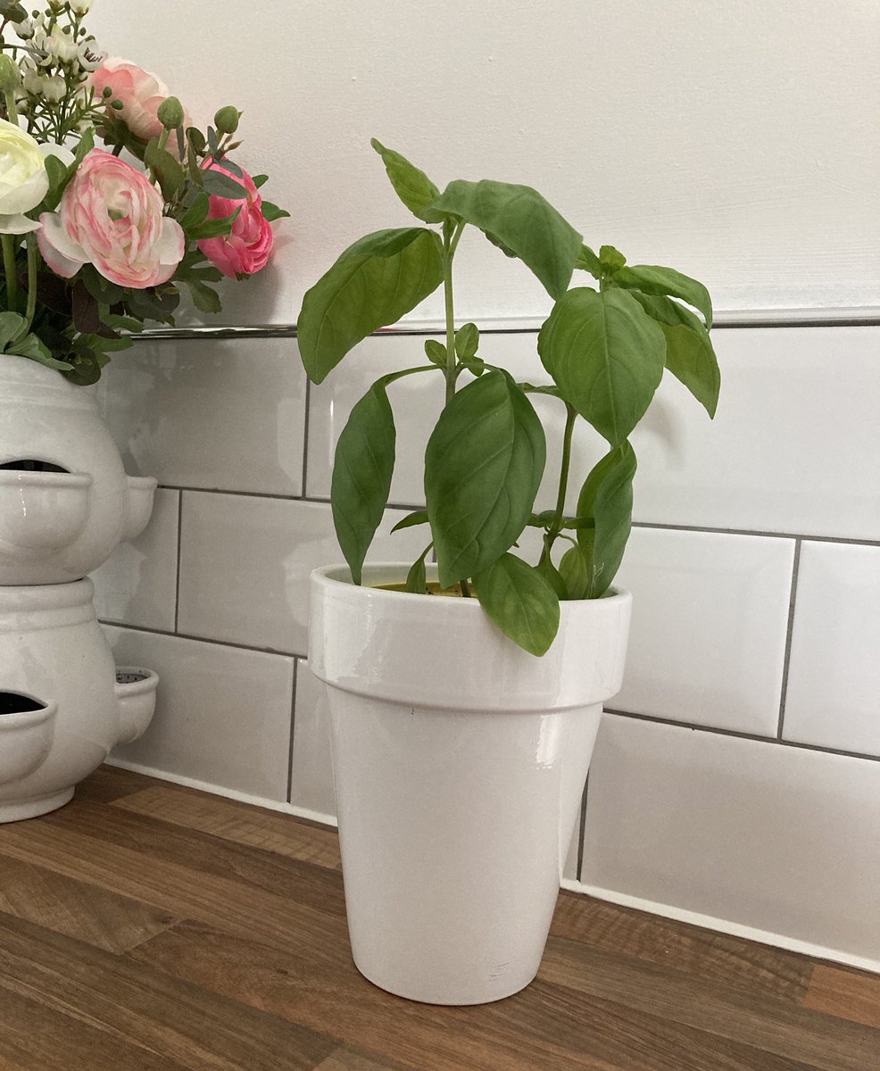 TaniFifi's tweet photo. 🌿#HomeGrown #Garnish #Herbs #Basil 🌱 https://t.co/ATraQiUF8Q