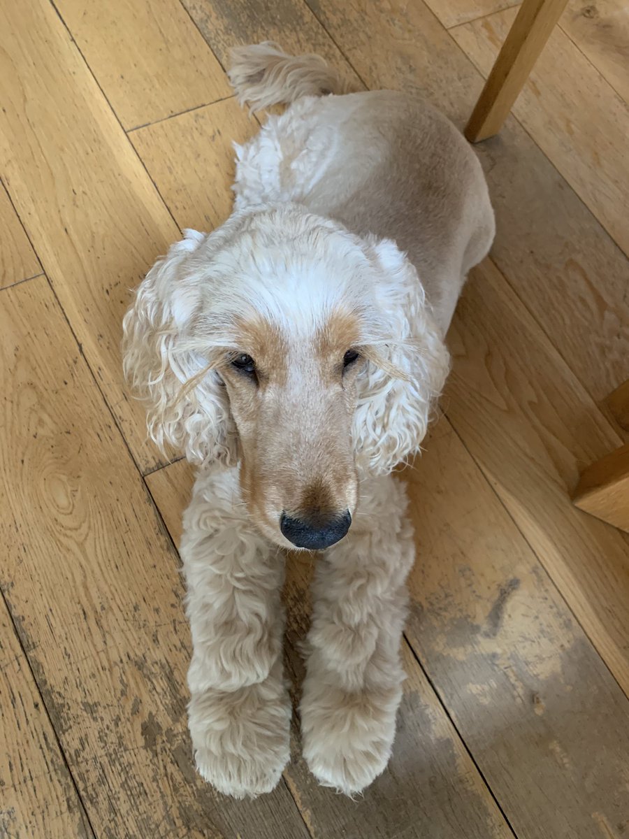 ByrneCocker's tweet photo. This is the face of anticipation unfilled. Mother won’t let me have buttered corners this morning. Tummy is still a bit upset and I 💩 my bed again 🙈😕😷 I’m feeling fine now though so ...please....??🙏🏻🙏🏻 https://t.co/ftbX6gAwaB