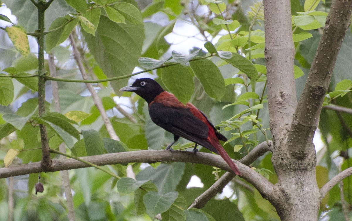 _ttodxx's tweet photo. 6/6穎達農場 
朱鸝 Maroon Oriole ヒゴロモ
#朱鸝 #穎達農場 #鳥 #野鳥 #野鳥観察 #野鳥撮影 #ヒゴロモ #maroon_oriole #bird #taiwan #pingtung #animals #animal https://t.co/41NJ8fAbi1