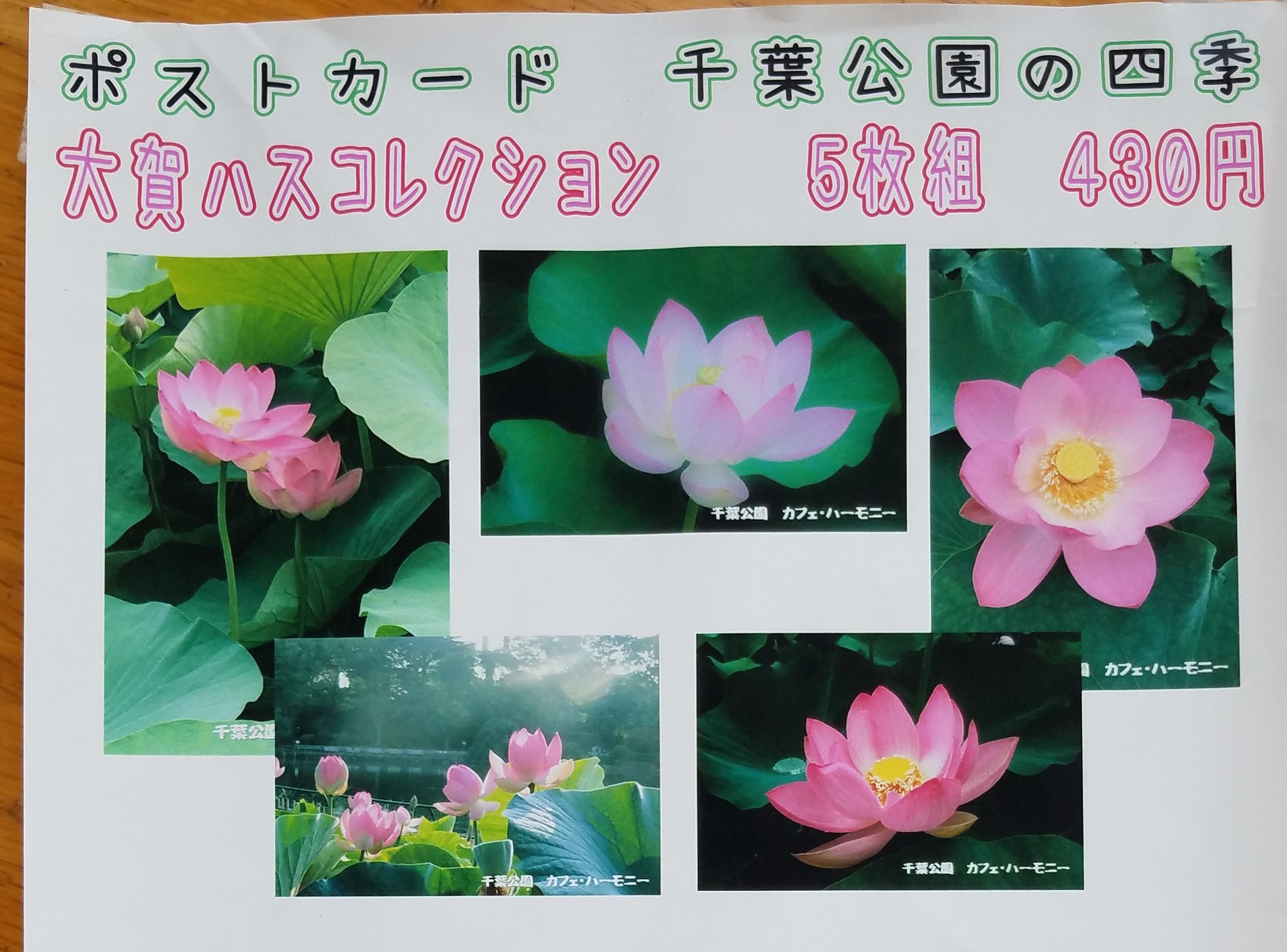 千葉公園カフェ ハーモニー 7月に入り 大賀ハス開花状況は 本日425本だそうです カフェ ハーモニー 蓮華亭売店では 大賀ハスコレクションと称して 昨年の大賀ハスポストカード販売中です 夏限定のフラッペや梅ジュースなど ひんやりメニューをご