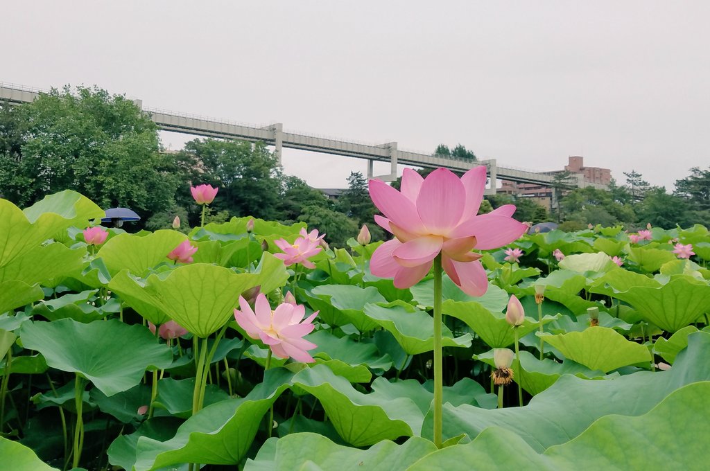 千葉公園カフェ ハーモニー 7月に入り 大賀ハス開花状況は 本日425本だそうです カフェ ハーモニー 蓮華亭売店では 大賀ハスコレクションと称して 昨年の大賀ハスポストカード販売中です 夏限定のフラッペや梅ジュースなど ひんやりメニューをご